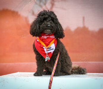 Pierwszy dogtrekking z psem – jak przygotować pupila do dłuższej trasy?